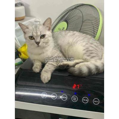 Mèo Quận Phú Nhuận - Hồ Chí Minh Mèo Anh Mèo Quận Phú Nhuận - Hồ Chí Minh Mèo Anh