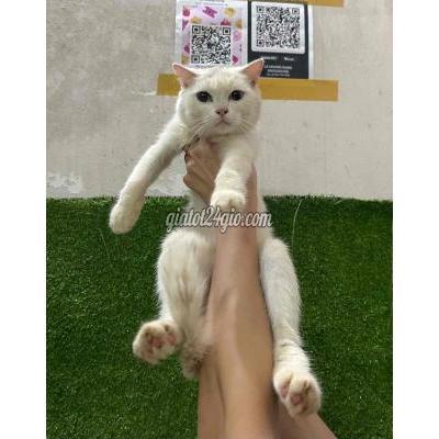 Mèo Thành Phố Thủ Đức - Hồ Chí Minh Mèo Anh Lông Ngắn Trắng ( Mắt 2 Màu )