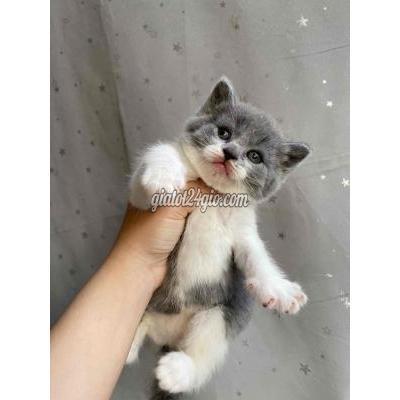 Mèo Thành Phố Thủ Đức - Hồ Chí Minh Mèo Nhà Nuôi Q9