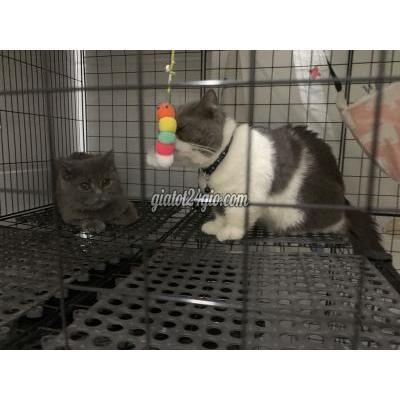 Mèo Huyện Hóc Môn - Hồ Chí Minh Mèo Đực Chân Ngắn Một Tuổi Thuần Chuẩn Rất Ngoan