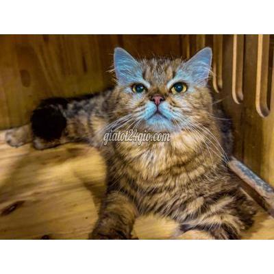 Mèo Quận Gò Vấp - Hồ Chí Minh Mèo Anh Lông Dài Cute