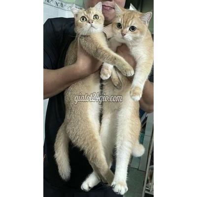 Mèo Quận 8 - Hồ Chí Minh Tìm Cho Bé Mèo Nhà E Mèo Quận 8 - Hồ Chí Minh Tìm Cho Bé Mèo Nhà E