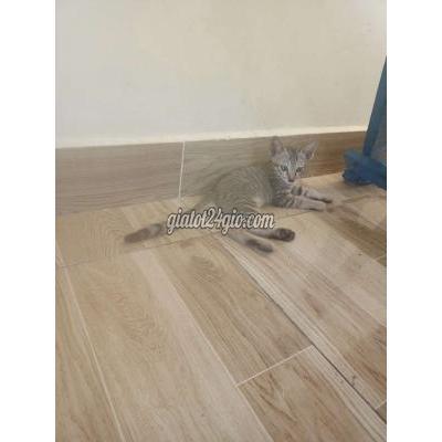 Mèo Huyện Củ Chi - Hồ Chí Minh Mèo Ngoan Đã Ăn Khỏe Ở Ngã Tư Quán Đôi Củ Chi