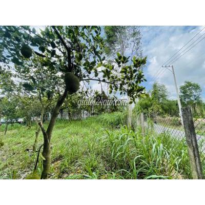 Mua Bán Đất Huyện Châu Đức - Vũng Tàu Bán 1000m2 Đất Mặt Tiền   Vườn Cây Ăn Trái Đang Thu Hoạch Giá 1 Tỷ 350