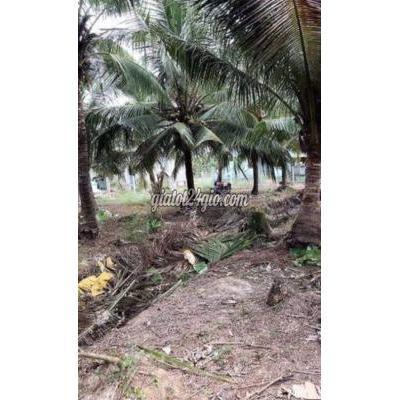 Mua Bán Đất Huyện Giồng Trôm - Bến Tre Nửa Công Đất Vườn Sổ Hiện Đường 230t Mua Bán Đất Huyện Giồng Trôm - Bến Tre Nửa Công Đất Vườn Sổ Hiện Đường 230t