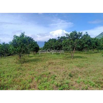 Mua Bán Đất Thị Xã Bến Cát - Bình Dương Cần Bán Gấp Miếng Đất Sổ Sẵn Giá 290 Triệu Mua Bán Đất Thị Xã Bến Cát - Bình Dương Cần Bán Gấp Miếng Đất Sổ Sẵn Giá 290 Triệu