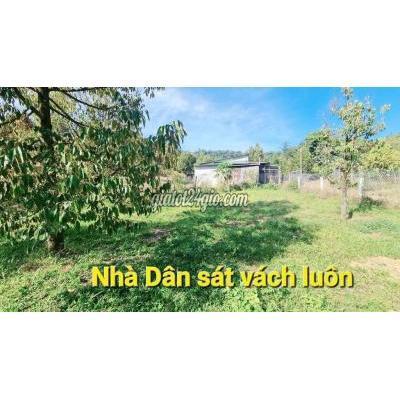 Mua Bán Đất Huyện Phú Giáo - Bình Dương Kẹt Tiền Bán Vườn Sầu Riêng 4198m Giá 300tr Mua Bán Đất Huyện Phú Giáo - Bình Dương Kẹt Tiền Bán Vườn Sầu Riêng 4198m Giá 300tr