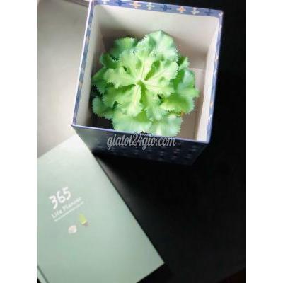 Mua Bán Đất Thành Phố Thuận An - Bình Dương Tôi Chính Chủ Bán Đất Bd Giáp Hcm Đường 6m Giá Rẻ Mua Bán Đất Thành Phố Thuận An - Bình Dương Tôi Chính Chủ Bán Đất Bd Giáp Hcm Đường 6m Giá Rẻ