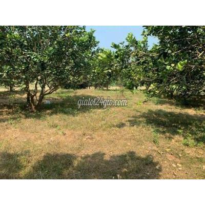 Mua Bán Đất Huyện Đồng Phú - Bình Phước Chủ Kẹt Ngân Hàng Cần Ra Lô Đất Giá 160tr, Diện Tích 1000m2, Đường 19m Mua Bán Đất Huyện Đồng Phú - Bình Phước Chủ Kẹt Ngân Hàng Cần Ra Lô Đất Giá 160tr, Diện Tích 1000m2, Đường 19m