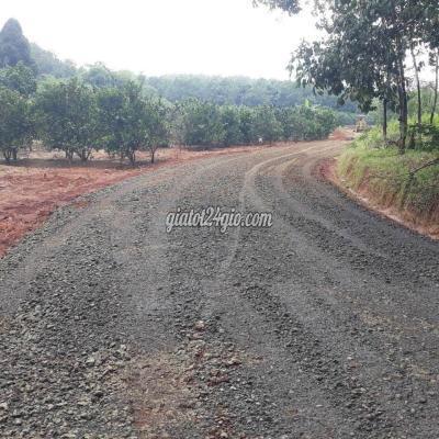 Mua Bán Đất Huyện Đồng Phú - Bình Phước Chủ Kẹt Ngân Hàng Cần Ra Lô Đất Giá 160tr, Diện Tích 1000m2, Đường 19m Mua Bán Đất Huyện Đồng Phú - Bình Phước Chủ Kẹt Ngân Hàng Cần Ra Lô Đất Giá 160tr, Diện Tích 1000m2, Đường 19m