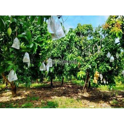 Mua Bán Đất Huyện Đồng Phú - Bình Phước Đất Sào 1000m2 Đúng Giá 335tr Ở Kcn Tân Phước, Đồng Phú Mua Bán Đất Huyện Đồng Phú - Bình Phước Đất Sào 1000m2 Đúng Giá 335tr Ở Kcn Tân Phước, Đồng Phú