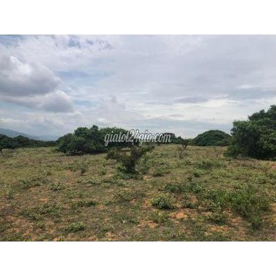 Mua Bán Đất Huyện Bắc Bình - Bình Thuận Gấp Bán Đất Gần Biển Phan Rí, 2490m² Đường Trên Sổ, Giá Chỉ 350 Triệu Mua Bán Đất Huyện Bắc Bình - Bình Thuận Gấp Bán Đất Gần Biển Phan Rí, 2490m² Đường Trên Sổ, Giá Chỉ 350 Triệu