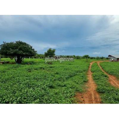 Mua Bán Đất Huyện Bắc Bình - Bình Thuận Bán Gấp 1 Lô Cạnh Khu Du Lịch Sinh Thái Safari Chỉ 78k/m2 Mua Bán Đất Huyện Bắc Bình - Bình Thuận Bán Gấp 1 Lô Cạnh Khu Du Lịch Sinh Thái Safari Chỉ 78k/m2