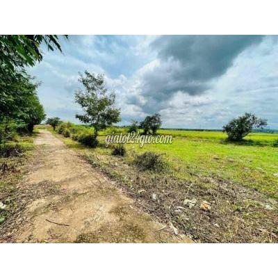 Mua Bán Đất Thành Phố Buôn Ma Thuột - Đắk Lắk -hoà Xuân,2 Lô Lk,thấp Hơn Đất Huyện- Mua Bán Đất Thành Phố Buôn Ma Thuột - Đắk Lắk -hoà Xuân,2 Lô Lk,thấp Hơn Đất Huyện-