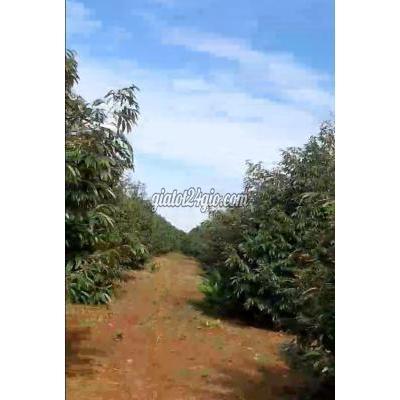 Mua Bán Đất Huyện Krông Pắc - Đắk Lắk Đất Vườn Sầu Riêng Chính Chủ Krông Păk - Cách Ql26 900m - 5 Sào 4 Mua Bán Đất Huyện Krông Pắc - Đắk Lắk Đất Vườn Sầu Riêng Chính Chủ Krông Păk - Cách Ql26 900m - 5 Sào 4