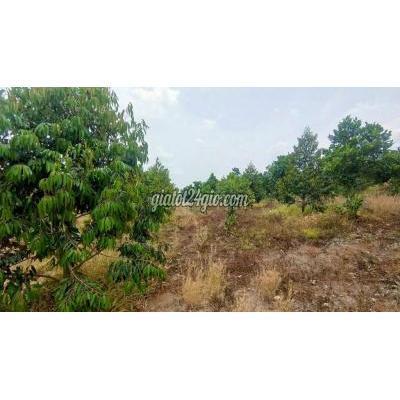 Mua Bán Đất Thành Phố Long Khánh - Đồng Nai Đất Vườn Sầu Riêng- Gần Đường Ra Cao Tốc - Xe Oto Tới Tận Mua Bán Đất Thành Phố Long Khánh - Đồng Nai Đất Vườn Sầu Riêng- Gần Đường Ra Cao Tốc - Xe Oto Tới Tận