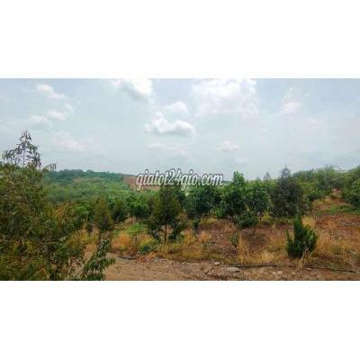 Mua Bán Đất Thành Phố Long Khánh - Đồng Nai Đất Vườn Sầu Riêng- Gần Đường Ra Cao Tốc - Xe Oto Tới Tận Mua Bán Đất Thành Phố Long Khánh - Đồng Nai Đất Vườn Sầu Riêng- Gần Đường Ra Cao Tốc - Xe Oto Tới Tận