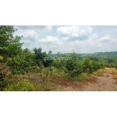 Mua Bán Đất Thành Phố Long Khánh - Đồng Nai Đất Vườn Sầu Riêng- Gần Đường Ra Cao Tốc - Xe Oto Tới Tận Mua Bán Đất Thành Phố Long Khánh - Đồng Nai Đất Vườn Sầu Riêng- Gần Đường Ra Cao Tốc - Xe Oto Tới Tận