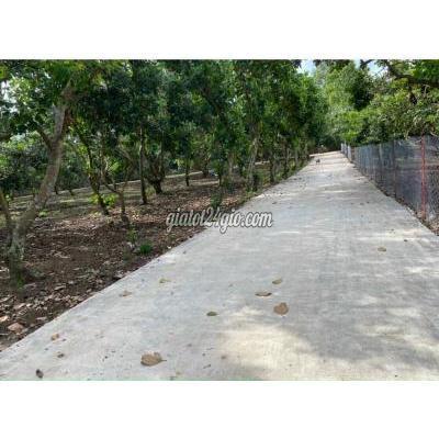 Mua Bán Đất Thành Phố Long Khánh - Đồng Nai Bán Gấp 1,3 Sào Đất Tp Long Khánh 2mt Sẵn Chôm Chôm 1,3 Tỷ Mua Bán Đất Thành Phố Long Khánh - Đồng Nai Bán Gấp 1,3 Sào Đất Tp Long Khánh 2mt Sẵn Chôm Chôm 1,3 Tỷ