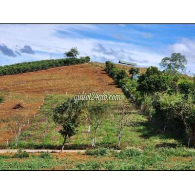 Mua Bán Đất Thành Phố Bảo Lộc - Lâm Đồng Hạ Giá Bán Xãđari. Tp Bảo Lỗc Lâm Đồnh Mua Bán Đất Thành Phố Bảo Lộc - Lâm Đồng Hạ Giá Bán Xãđari. Tp Bảo Lỗc Lâm Đồnh