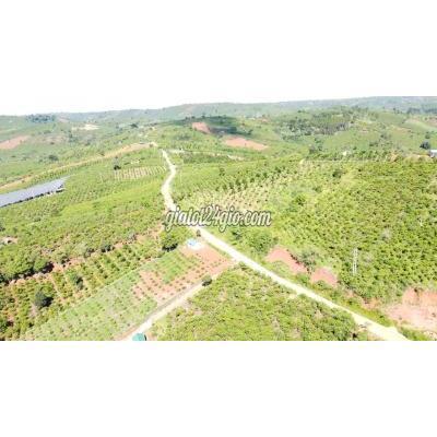 Mua Bán Đất Huyện Di Linh - Lâm Đồng 1700m2 Đất Di Linh Giá 420tr/sào , Đường Nhựa Rộng 10m Mua Bán Đất Huyện Di Linh - Lâm Đồng 1700m2 Đất Di Linh Giá 420tr/sào , Đường Nhựa Rộng 10m