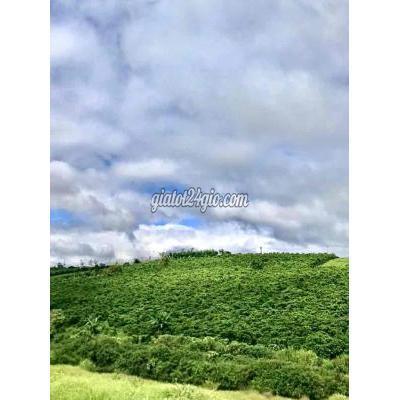 Mua Bán Đất Huyện Bảo Lâm - Lâm Đồng Cần Bán Nhanh Đất Ở Lộc Quảng Full Thổ Cư Giá Chỉ 4tr5 Mua Bán Đất Huyện Bảo Lâm - Lâm Đồng Cần Bán Nhanh Đất Ở Lộc Quảng Full Thổ Cư Giá Chỉ 4tr5