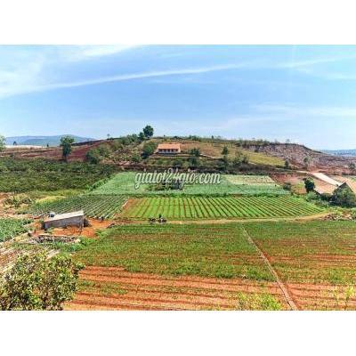 Mua Bán Đất Huyện Đức Trọng - Lâm Đồng Bán Đất Tại Hiệp Thạnh Đà Lạt, Bán Lẻ Từ 1000 M2, Giá Cả Thương Lượng Mua Bán Đất Huyện Đức Trọng - Lâm Đồng Bán Đất Tại Hiệp Thạnh Đà Lạt, Bán Lẻ Từ 1000 M2, Giá Cả Thương Lượng