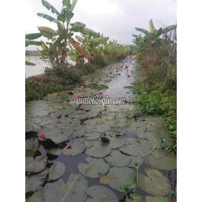 Mua Bán Đất Huyện Tân Trụ - Long An 500m2 Vườn Gần Kcn Giá 750tr Mua Bán Đất Huyện Tân Trụ - Long An 500m2 Vườn Gần Kcn Giá 750tr