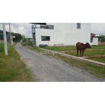 Mua Bán Đất Huyện Đức Hòa - Long An Đất Thổ Cư 4x25m Ngay Chợ Chiều Mua Bán Đất Huyện Đức Hòa - Long An Đất Thổ Cư 4x25m Ngay Chợ Chiều