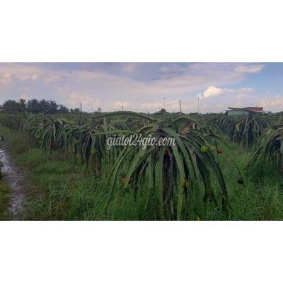 Mua Bán Đất Huyện Châu Thành - Long An Đất Xã Hòa Phú, Châu Thành, Long An Mua Bán Đất Huyện Châu Thành - Long An Đất Xã Hòa Phú, Châu Thành, Long An