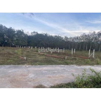 Mua Bán Đất Huyện Gò Dầu - Tây Ninh Bán Lô Đất Dt:5x47m Nằm Trong Khu Đông Dân Cư Tại Hiệp Thạnh - Gò Dầu Mua Bán Đất Huyện Gò Dầu - Tây Ninh Bán Lô Đất Dt:5x47m Nằm Trong Khu Đông Dân Cư Tại Hiệp Thạnh - Gò Dầu