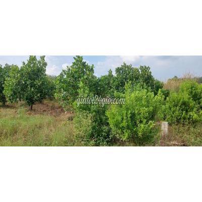 Mua Bán Đất Huyện Hòa Thành - Tây Ninh Chỉ 1,39 Tỷ Cho Mảnh Đất Vườn 3,3 Công Đep Như Mơ Tại Xứ Đạo Tây Ninh Mua Bán Đất Huyện Hòa Thành - Tây Ninh Chỉ 1,39 Tỷ Cho Mảnh Đất Vườn 3,3 Công Đep Như Mơ Tại Xứ Đạo Tây Ninh