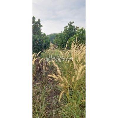 Mua Bán Đất Huyện Hòa Thành - Tây Ninh Chỉ 1,39 Tỷ Cho Mảnh Đất Vườn 3,3 Công Đep Như Mơ Tại Xứ Đạo Tây Ninh Mua Bán Đất Huyện Hòa Thành - Tây Ninh Chỉ 1,39 Tỷ Cho Mảnh Đất Vườn 3,3 Công Đep Như Mơ Tại Xứ Đạo Tây Ninh