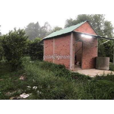 Mua Bán Đất Huyện Dương Minh Châu - Tây Ninh 5 Công 2 , Vườn Sầu Riêng Măng Cut Chôm Chôm Tăc Mua Bán Đất Huyện Dương Minh Châu - Tây Ninh 5 Công 2 , Vườn Sầu Riêng Măng Cut Chôm Chôm Tăc