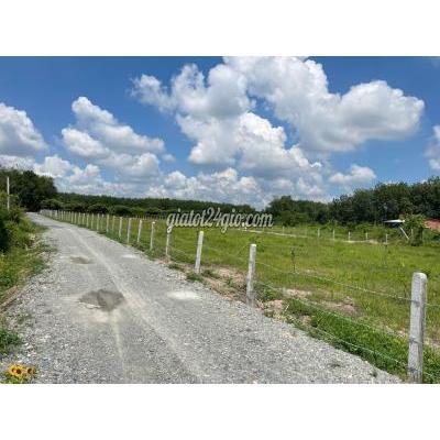Mua Bán Đất Huyện Gò Dầu - Tây Ninh 5x30. 150m2 Full Thổ. 4xx Tr.mua Nhanh Mua Bán Đất Huyện Gò Dầu - Tây Ninh 5x30. 150m2 Full Thổ. 4xx Tr.mua Nhanh