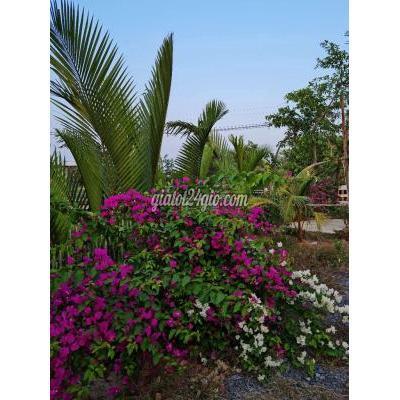 Mua Bán Đất Thị Xã Gò Công - Tiền Giang Thổ Cư View Sông 629 M2 Mua Bán Đất Thị Xã Gò Công - Tiền Giang Thổ Cư View Sông 629 M2
