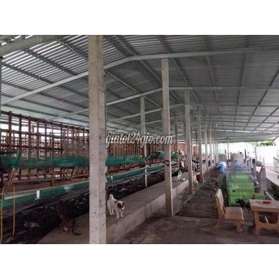 Mua Bán Đất Huyện Gò Công Đông - Tiền Giang Bán Đất 1.534m, Gồm Trang Trại,vườn, Ao Bình Nghị, Gò Công,tiền Giang Mua Bán Đất Huyện Gò Công Đông - Tiền Giang Bán Đất 1.534m, Gồm Trang Trại,vườn, Ao Bình Nghị, Gò Công,tiền Giang