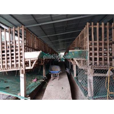 Mua Bán Đất Huyện Gò Công Đông - Tiền Giang Bán Đất 1.534m, Gồm Trang Trại,vườn, Ao Bình Nghị, Gò Công,tiền Giang Mua Bán Đất Huyện Gò Công Đông - Tiền Giang Bán Đất 1.534m, Gồm Trang Trại,vườn, Ao Bình Nghị, Gò Công,tiền Giang