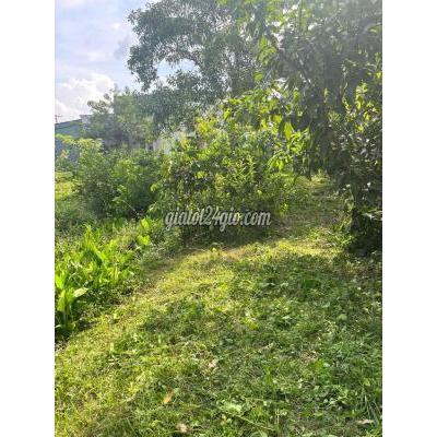 Mua Bán Đất Huyện Bình Chánh - Hồ Chí Minh Đất Vườn Tân Quý Tây Mua Bán Đất Huyện Bình Chánh - Hồ Chí Minh Đất Vườn Tân Quý Tây