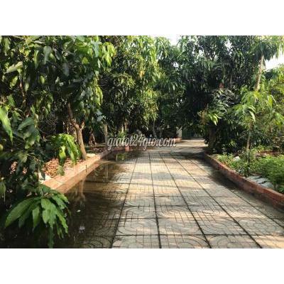 Mua Bán Đất Huyện Củ Chi - Hồ Chí Minh Nhà Vườn Mặt Tiền Kênh 30x40 Cách Vđ3 800m Mua Bán Đất Huyện Củ Chi - Hồ Chí Minh Nhà Vườn Mặt Tiền Kênh 30x40 Cách Vđ3 800m