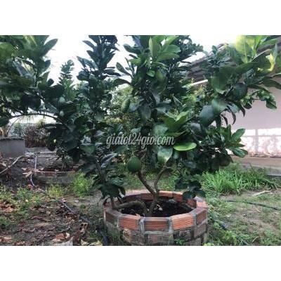 Mua Bán Đất Huyện Củ Chi - Hồ Chí Minh Nhà Vườn Mặt Tiền Kênh 30x40 Cách Vđ3 800m Mua Bán Đất Huyện Củ Chi - Hồ Chí Minh Nhà Vườn Mặt Tiền Kênh 30x40 Cách Vđ3 800m