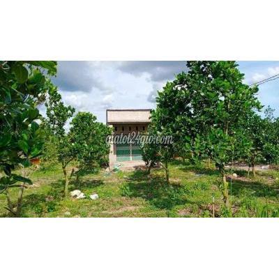 Mua Bán Đất Quận Gò Vấp - Hồ Chí Minh Gia Đình Chủ Muốn Bán Gấp Miếng Vườn Mít Dt: 2000m2 Giá 540tr Sổ Riêng Mua Bán Đất Quận Gò Vấp - Hồ Chí Minh Gia Đình Chủ Muốn Bán Gấp Miếng Vườn Mít Dt: 2000m2 Giá 540tr Sổ Riêng