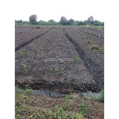 Mua Bán Đất Huyện Bình Chánh - Hồ Chí Minh Bán Đất Bình Chánh Chính Chủ Giá 1,8tr/m,gần Vđ3, Rẻ Hơn Thị Trường Mua Bán Đất Huyện Bình Chánh - Hồ Chí Minh Bán Đất Bình Chánh Chính Chủ Giá 1,8tr/m,gần Vđ3, Rẻ Hơn Thị Trường