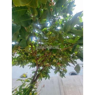 Mua Bán Đất Huyện Bình Chánh - Hồ Chí Minh Kẹt Tiền Đt, Chỉ 1,69ty Sở Hữu Lô Đất 9x28 Mt Nhựa 10m, B.chánh Mua Bán Đất Huyện Bình Chánh - Hồ Chí Minh Kẹt Tiền Đt, Chỉ 1,69ty Sở Hữu Lô Đất 9x28 Mt Nhựa 10m, B.chánh