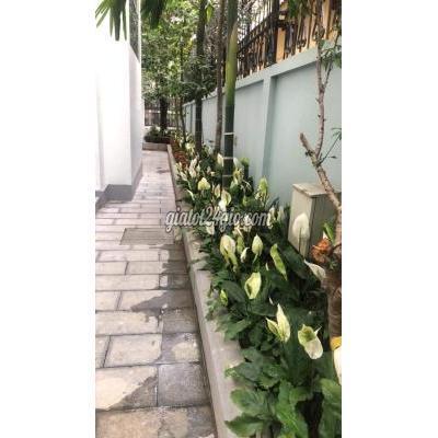 Mua Bán Nhà Ở Huyện Hoài Đức - Hà Nội Đẳng Cấp Với Biệt Thự Nhà Vườn Hoa Phượng Hoài Đức 314m 3t Chỉ 24 Tỷ Mua Bán Nhà Ở Huyện Hoài Đức - Hà Nội Đẳng Cấp Với Biệt Thự Nhà Vườn Hoa Phượng Hoài Đức 314m 3t Chỉ 24 Tỷ