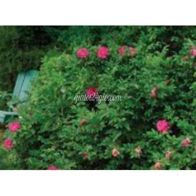 Mua Bán Nhà Ở Quận Gò Vấp - Hồ Chí Minh Bán Lỗ 500 Tr ,hẻm Xe Hơi 4x14 ,chốt Quá Rẻ 4.3 Tỷ Mua Bán Nhà Ở Quận Gò Vấp - Hồ Chí Minh Bán Lỗ 500 Tr ,hẻm Xe Hơi 4x14 ,chốt Quá Rẻ 4.3 Tỷ