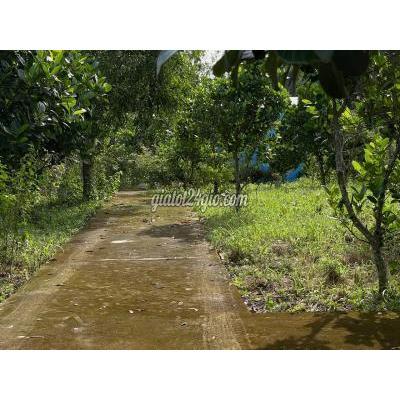 Nhà Đất Định Quán Đồng Nai Đất Vườn Đồng Nai Đầu Tư Sinh Lợi Xây Nhà Nghỉ Dưỡng Trồng Cây Ăn Quả Nhà Đất Định Quán Đồng Nai Đất Vườn Đồng Nai Đầu Tư Sinh Lợi Xây Nhà Nghỉ Dưỡng Trồng Cây Ăn Quả