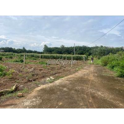 Nhà Đất Định Quán Đồng Nai Đất Vườn Đồng Nai Đầu Tư Sinh Lợi Xây Nhà Nghỉ Dưỡng Trồng Cây Ăn Quả Nhà Đất Định Quán Đồng Nai Đất Vườn Đồng Nai Đầu Tư Sinh Lợi Xây Nhà Nghỉ Dưỡng Trồng Cây Ăn Quả