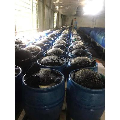 Thùng Nhựa Hóc Môn Hồ Chí Minh Lu Nhựa Làm Giá Đỗ Thiên Phúc