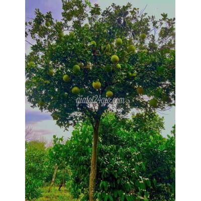 Nhà Đất Cẩm Mỹ Đồng Nai Bán 2398m2 Đất Tại Xuân Tây Cẩm Mỹ 300m2 Thổ Cư Có Sẳn Nhà Ở Điện N... Nhà Đất Cẩm Mỹ Đồng Nai Bán 2398m2 Đất Tại Xuân Tây Cẩm Mỹ 300m2 Thổ Cư Có Sẳn Nhà Ở Điện N...